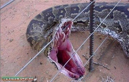 惨死的巨型大蟒蛇 16米多大蛇精成榜首