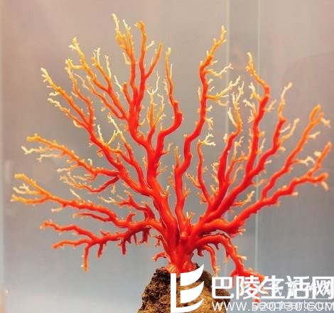 天然红珊瑚鉴别的四个特征
