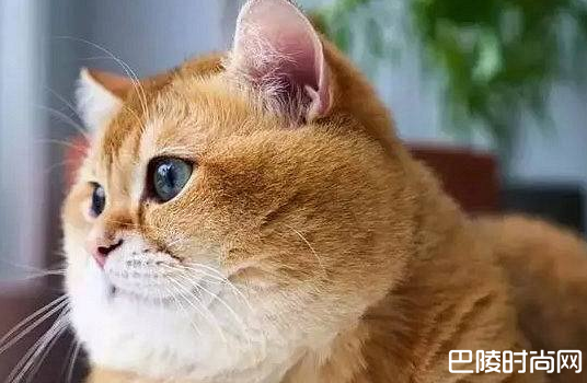 为什么橘猫容易胖？橘猫多少钱一只