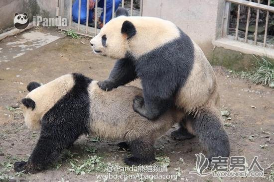 全球首播大熊猫啪啪啪网友笑:为何不打码 大熊猫坚持比我久（图）