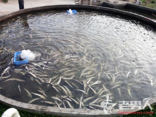 广东又一渔场鲟鱼死亡 警方初步判定系人为投毒致死