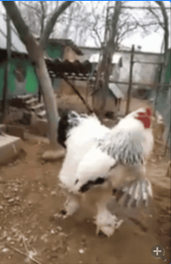 网友分享“暴龙”母鸡 身高近一米大的吓人!