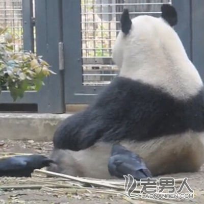 吃货大熊猫只顾吃 被乌鸦偷毛浑然不知(图)