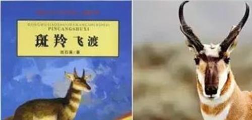 沈石溪去过哪些学校 “中国动物小说大王”沈石溪将来西宁