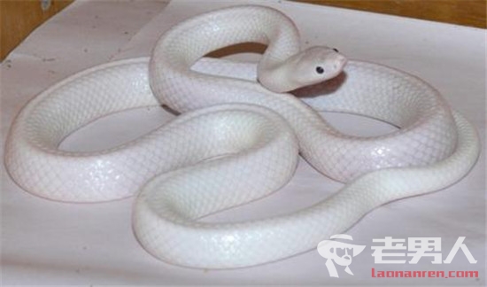 澳洲白素贞超漂亮 动物园：属白色亚种的本土蛇