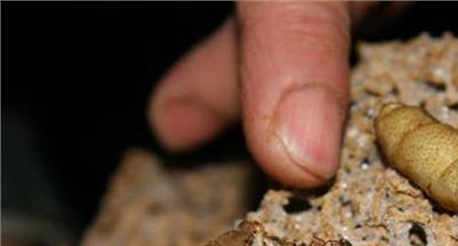 【蚁后的肚子解剖图】56只活蚂蚁藏在记号笔中入境深圳被查 疑为蚁后