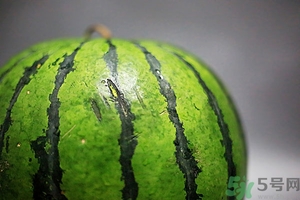 如何辨别催熟的西瓜？催熟的西瓜是什么样的？