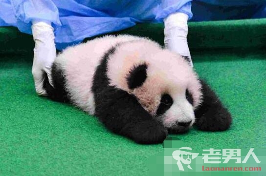 >马来熊猫宝宝亮相 小熊猫超级萌可爱极了