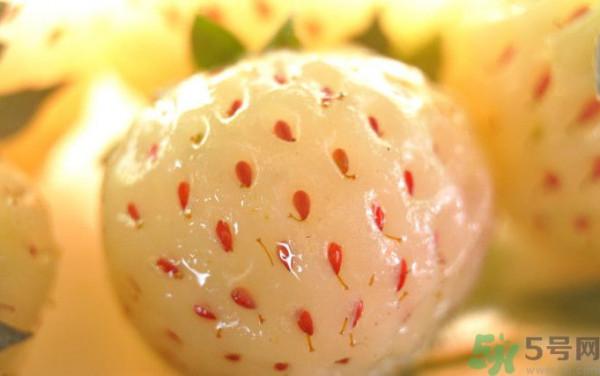 >菠萝莓的营养价值和功效 吃菠萝莓有什么营养