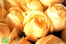 >情人节可以送黄玫瑰吗？情人节送黄玫瑰好吗？