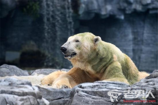 北极熊伊努卡安乐死 系世界首只热带出生北极熊