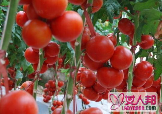 >陆地西红柿种植方法