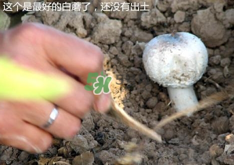 白蘑菇是什么种类？白蘑菇怎么洗才洗得干净