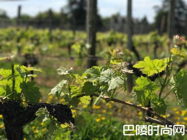 四月底霜冻或导致波尔多葡萄酒价格上涨20%
