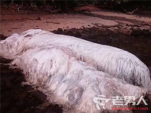>菲律宾海滩惊现一白色长毛巨型生物 是怪兽来了吗