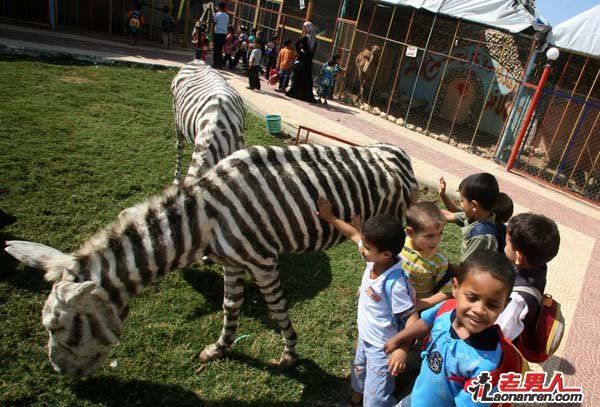 加沙动物园为省钱将驴染成“斑马”【图】