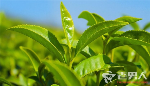 >中国种茶树基因被破解 解开茶叶所含风味物质之谜