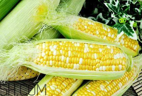 >一根玉米可食部分多少克 一根玉米的可食用重量