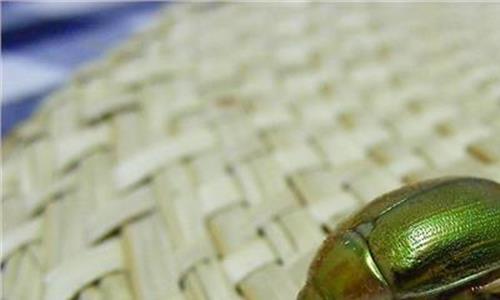 金龟子繁殖过程 金龟子:中国家长亟需补上财商教育“第一课”