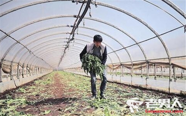 农民砍倒上千吨蔬菜 蔬菜砍掉背后真相令人心痛