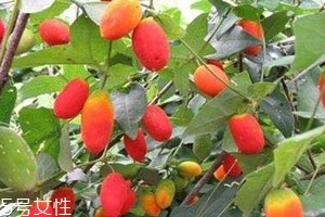红香果多少钱一斤 种植前景