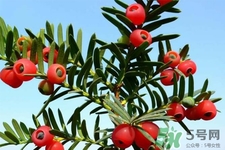 红豆杉的营养价值 红豆杉的功效与作用