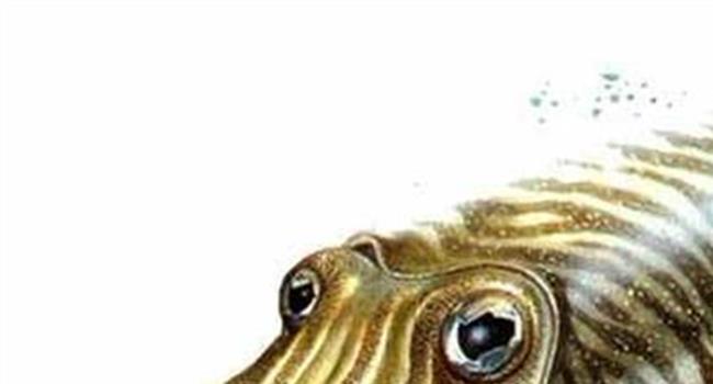 【乌贼骨是不是海螵蛸】海螵蛸就是乌贼骨吗
