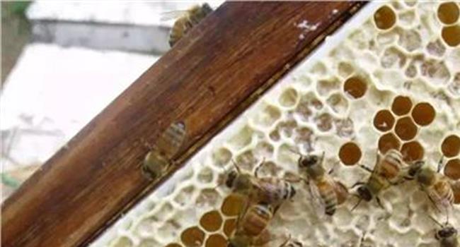 【蜂巢蜜和蜂蜜有啥不同】蜂巢蜜的吃法禁忌 蜂巢蜜不能和什么同食?