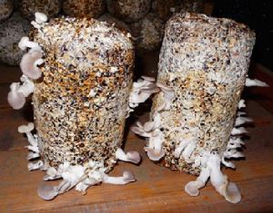 高温秀珍菇栽培技术