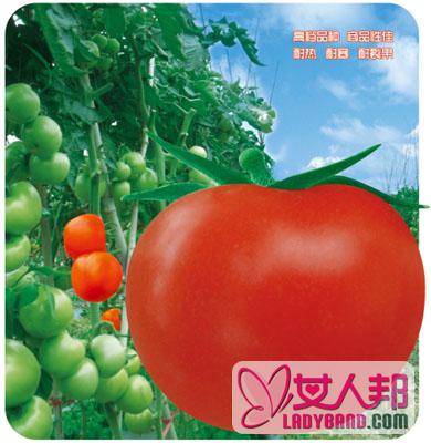 >番茄红素的主要功效和作用