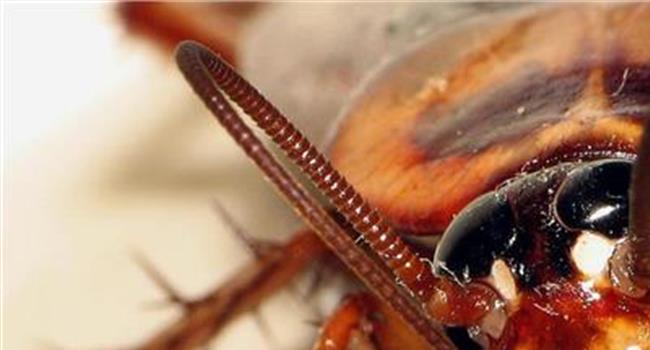 【家里出现蟑螂预示什么】家里有蟑螂是什么兆头 家里出现蟑螂风水预示