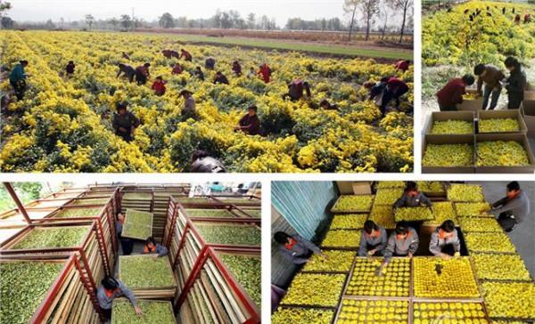 >杨雪梅万宁 团代表杨雪梅:种植菊花带领万千农户脱贫增收