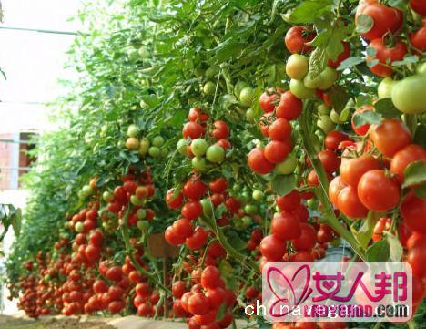 番茄的营养价值与食用功效