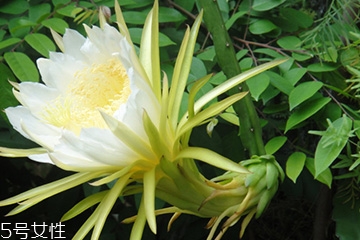 >霸王花是什么 仙人掌科量天尺属植物