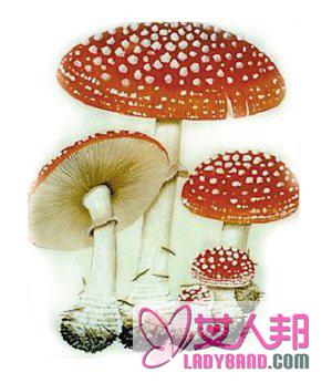 >怎样识别野蘑菇有没有毒