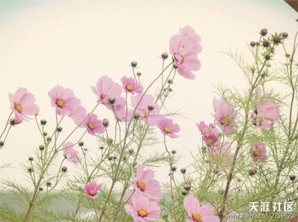>刘亮程对一朵花微笑 [对一朵花微笑]对一朵花微笑刘亮程