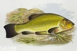 清江鱼是什么鱼 清江库区长大的鱼