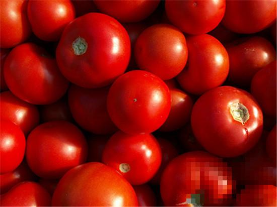 生吃西红柿的好处 生吃西红柿的坏处