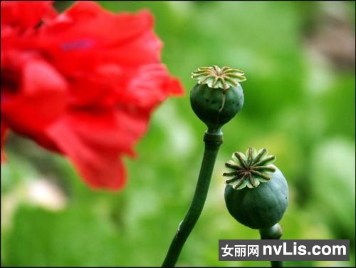 揭罂粟花的花语 罂粟花图片及生长环境介绍