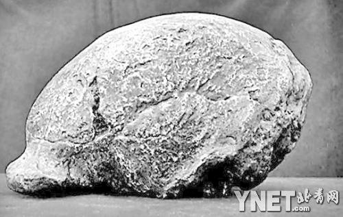 >裴文中发现头盖骨 1929年12月2日 裴文中发现北京猿人头盖骨