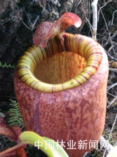 【巨型猪笼草】世界十五种最奇异的珍稀植物 巨型猪笼草尸花上榜