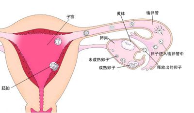 >【受孕】什么时候最容易受孕_受孕几天能测出_子宫后位如何受孕