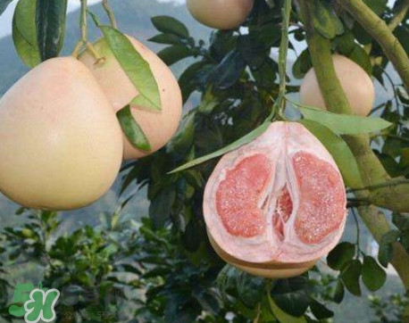 三红蜜柚怎么挑选？三红蜜柚种植方法与技巧