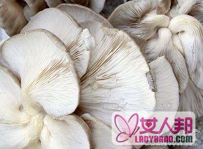 >平菇的功效与作用 常吃平菇能延年益寿