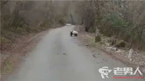 >偶遇熊猫横穿马路 游客用手机拍下全过程