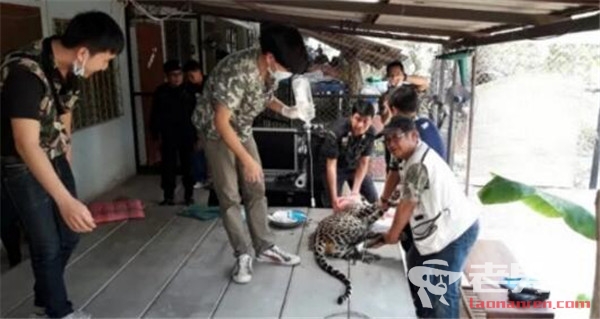 >泰国女子遛豹子吓坏邻居 野生动物当做宠物养
