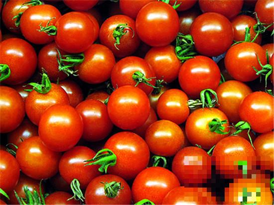番茄的功效与作用及食用方法 健胃消食