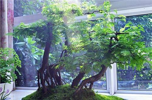 >【盆栽水杉好养吗】水杉盆景怎么养 水杉盆景的养护方法