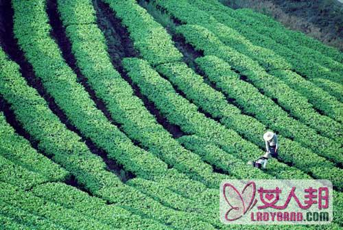 中国十大名茶的美丽传说