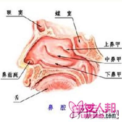 >慢性过敏性鼻炎原因及症状分析    帮你及早发现与治疗